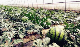 四川凉山爆料吃瓜